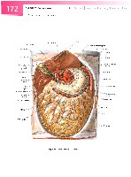 Sobotta  Atlas of Human Anatomy  Trunk, Viscera,Lower Limb Volume2 2006, page 179
